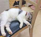 「凶暴な保護猫が心を許す少女の力とは？～猫は友だち！ 猫の気持ちを尊重して！～」の画像4