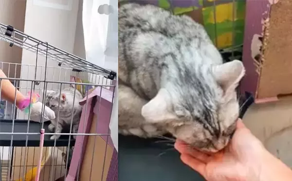 「凶暴な保護猫が心を許す少女の力とは？～猫は友だち！ 猫の気持ちを尊重して！～」の画像