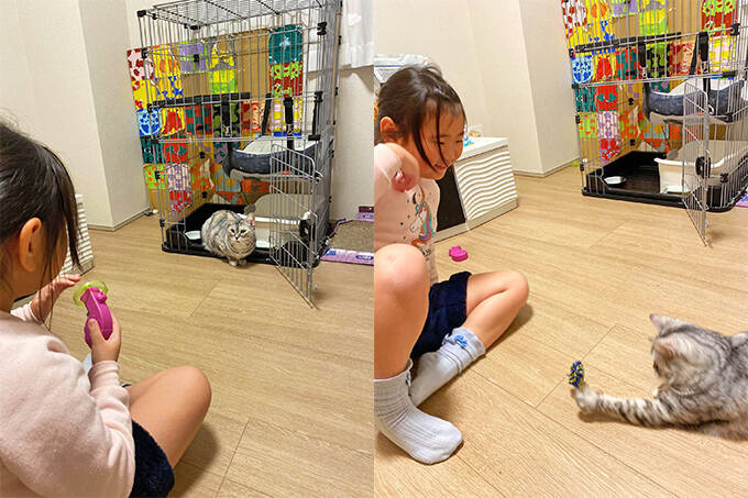 凶暴な保護猫が心を許す少女の力とは？～猫は友だち！ 猫の気持ちを尊重して！～