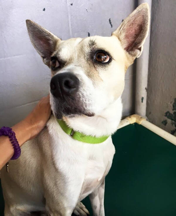 保護犬に かわいそう とレッテルを貼らないで ハワイで犬からの言葉を伝える日本人女性 年11月21日 エキサイトニュース