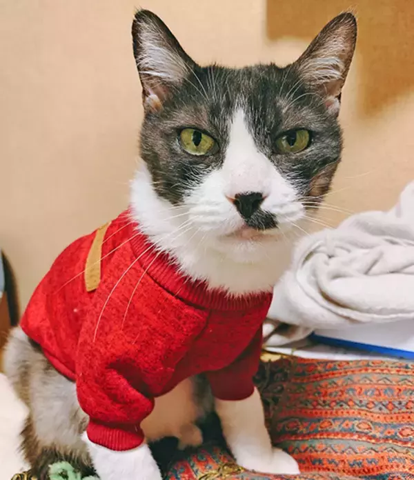 「コロナで仕事減の往診獣医師に転機を授けた保護猫との出会い」の画像