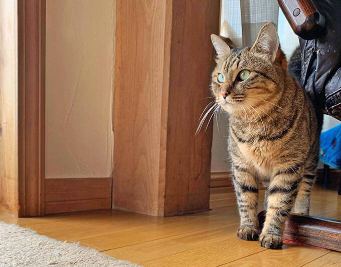 コロナで仕事減の往診獣医師に転機を授けた保護猫との出会い