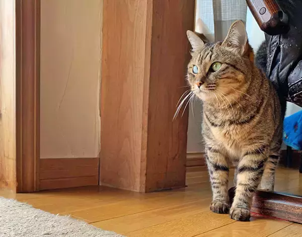 「コロナで仕事減の往診獣医師に転機を授けた保護猫との出会い」の画像