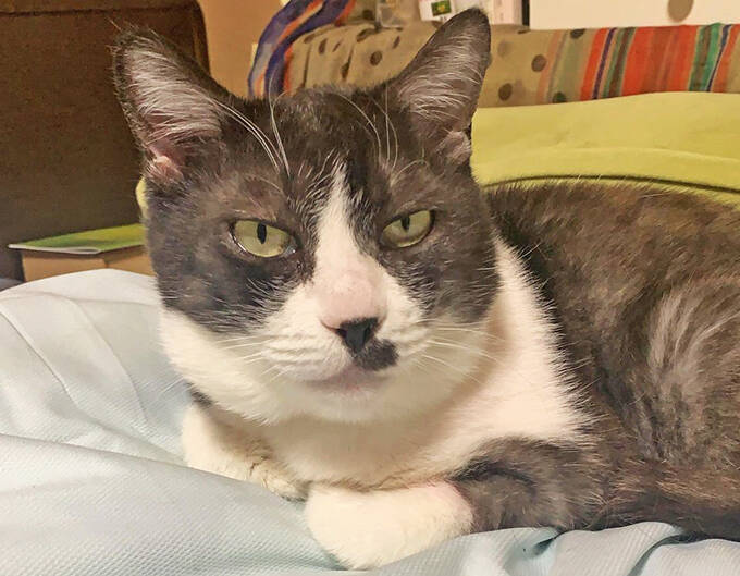 コロナで仕事減の往診獣医師に転機を授けた保護猫との出会い