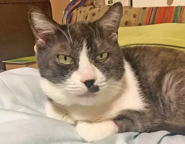 「コロナで仕事減の往診獣医師に転機を授けた保護猫との出会い」の画像