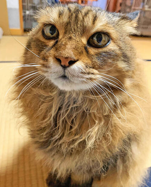 コロナで仕事減の往診獣医師に転機を授けた保護猫との出会い