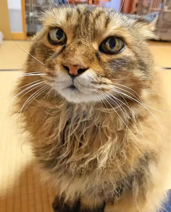 「コロナで仕事減の往診獣医師に転機を授けた保護猫との出会い」の画像