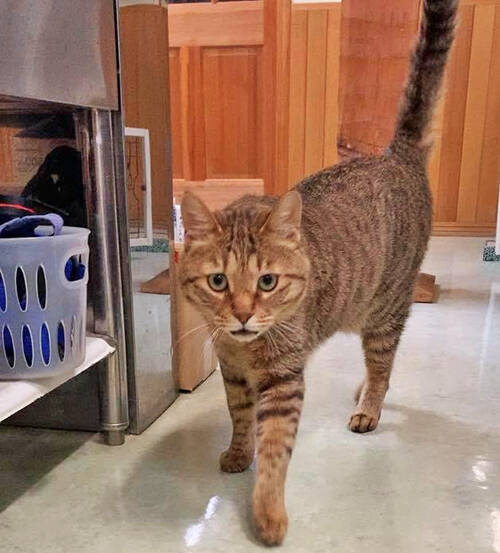 コロナで仕事減の往診獣医師に転機を授けた保護猫との出会い