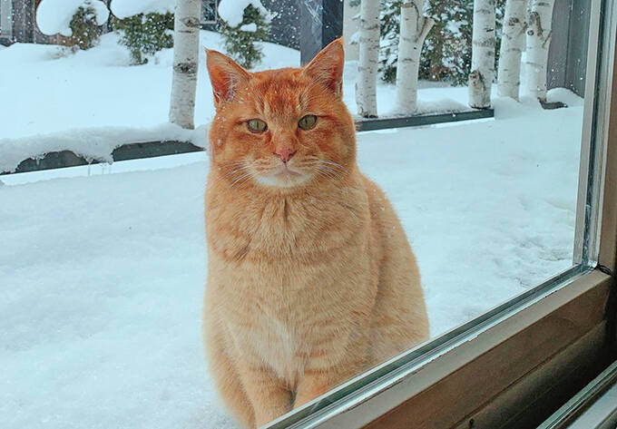 コロナで仕事減の往診獣医師に転機を授けた保護猫との出会い