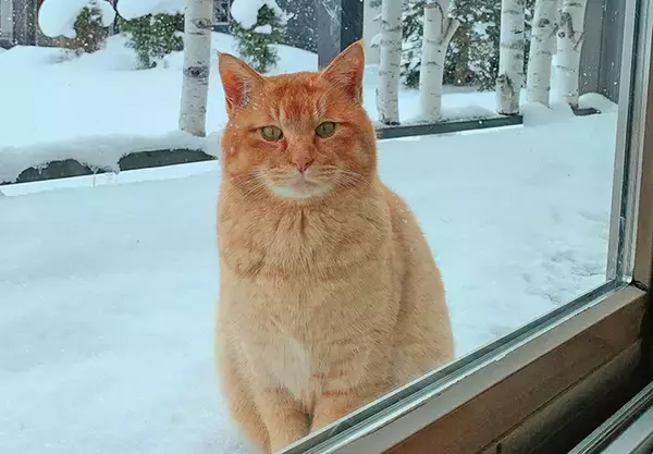 「コロナで仕事減の往診獣医師に転機を授けた保護猫との出会い」の画像