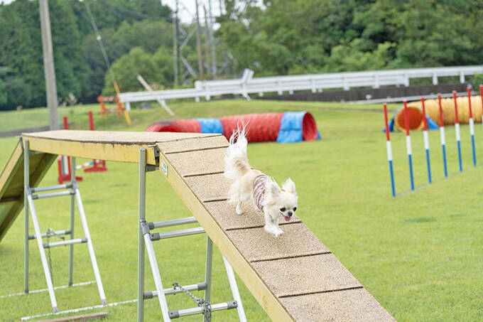 チワワとドッグスポーツに挑戦 犬の笑顔が見たいから 年12月12日 エキサイトニュース