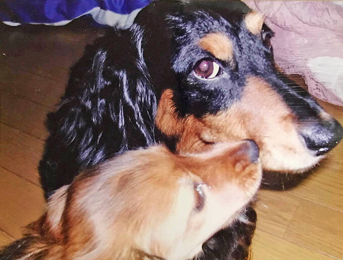 裁判で子どもを支える“付添犬”育成に主婦を導いた、愛犬たちとの出会いと別れ