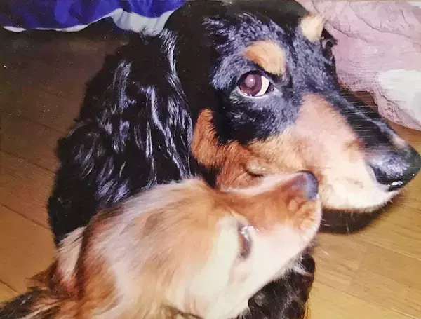 「裁判で子どもを支える“付添犬”育成に主婦を導いた、愛犬たちとの出会いと別れ」の画像