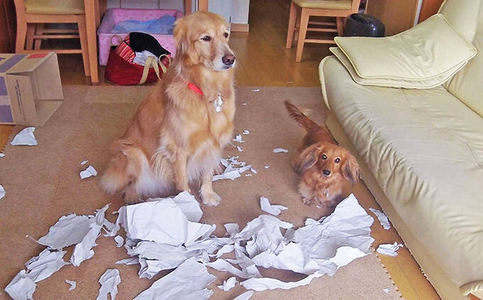 裁判で子どもを支える“付添犬”育成に主婦を導いた、愛犬たちとの出会いと別れ