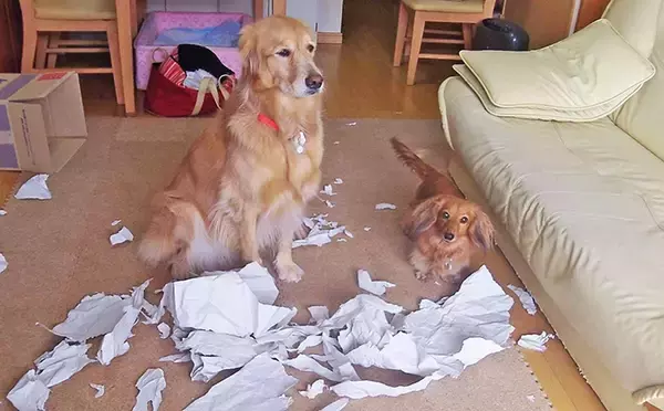 「裁判で子どもを支える“付添犬”育成に主婦を導いた、愛犬たちとの出会いと別れ」の画像