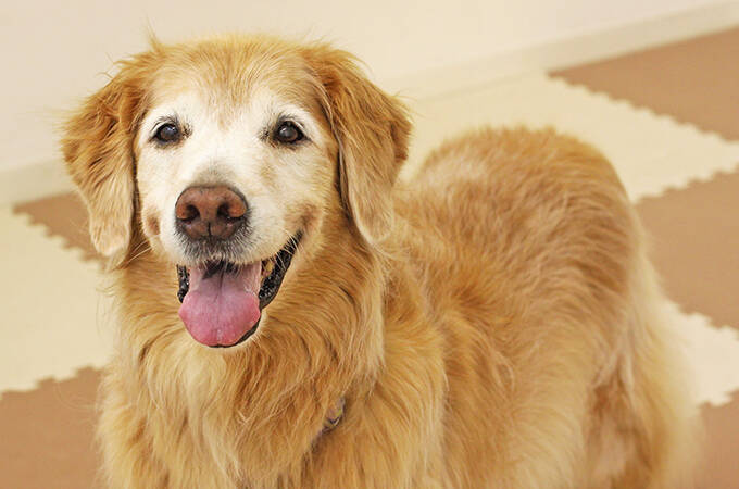 裁判で子どもを支える“付添犬”育成に主婦を導いた、愛犬たちとの出会いと別れ