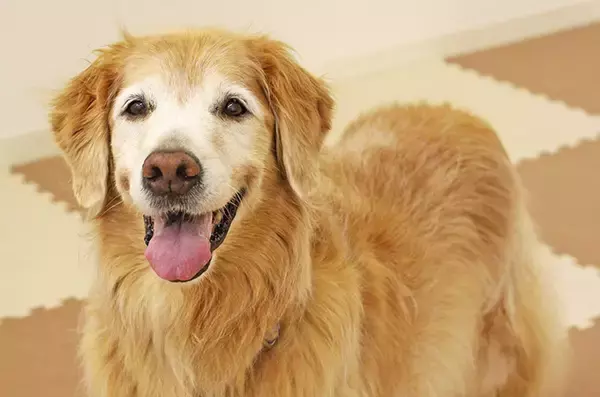 「裁判で子どもを支える“付添犬”育成に主婦を導いた、愛犬たちとの出会いと別れ」の画像