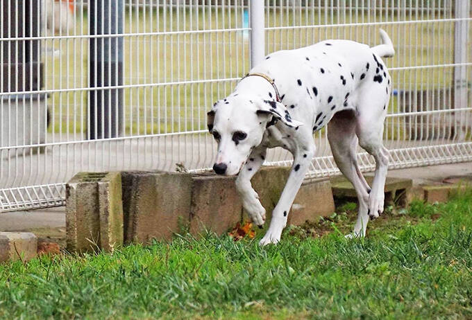 裁判で子どもを支える“付添犬”育成に主婦を導いた、愛犬たちとの出会いと別れ