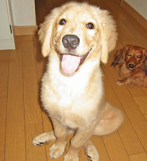 裁判で子どもを支える“付添犬”育成に主婦を導いた、愛犬たちとの出会いと別れ