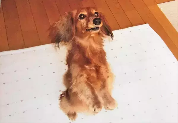 「裁判で子どもを支える“付添犬”育成に主婦を導いた、愛犬たちとの出会いと別れ」の画像