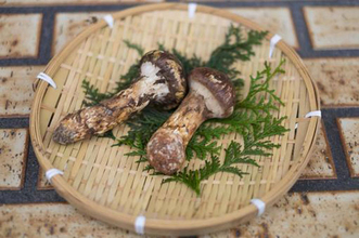 マツタケが他のキノコと違うわけ……だから人工栽培がとても難しい