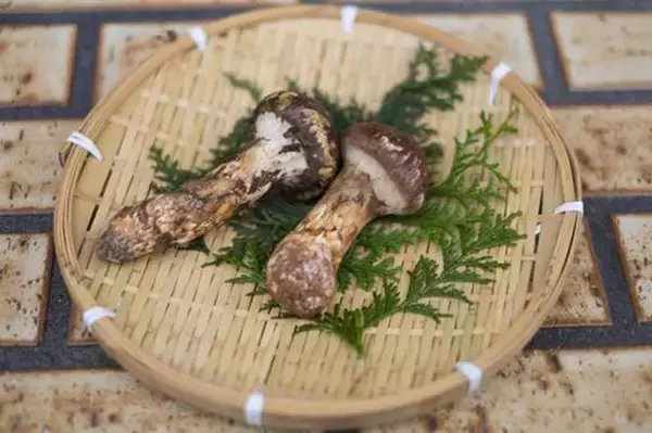 マツタケが他のキノコと違うわけ……だから人工栽培がとても難しい