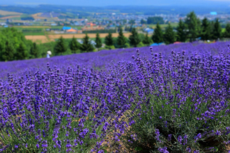 アロマの“代名詞”　不動の人気を誇る「ラベンダー」の効能は
