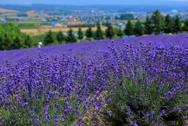 アロマの“代名詞”　不動の人気を誇る「ラベンダー」の効能は