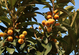 古くからの言い伝え「ビワの木は縁起が悪い」は本当？