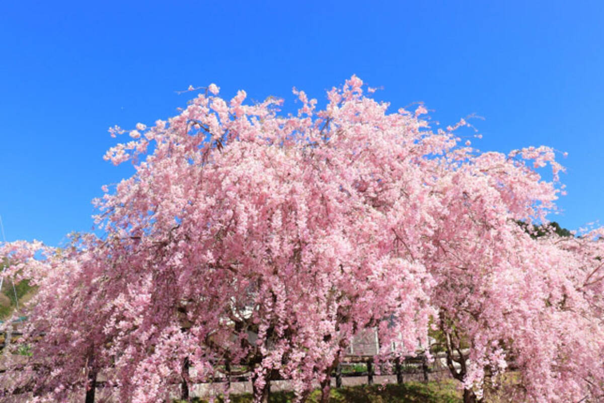 ご存知ですか 桜 という名前の由来 21年3月26日 エキサイトニュース