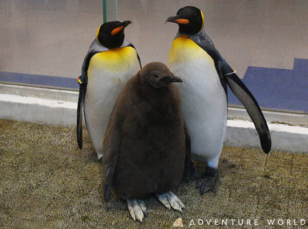 アドベンチャーワールドで キングペンギンの赤ちゃん誕生 2年連続で人工授精に成功 21年4月18日 エキサイトニュース