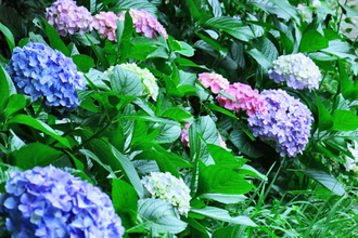 庭のアジサイが、次の年には違う色に……なぜ色が変わるの？