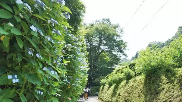 「あじさいの駅弁で気持ち華やか！　我が家にいても気分は「いざ、鎌倉」」の画像