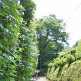 「あじさいの駅弁で気持ち華やか！　我が家にいても気分は「いざ、鎌倉」」の画像10