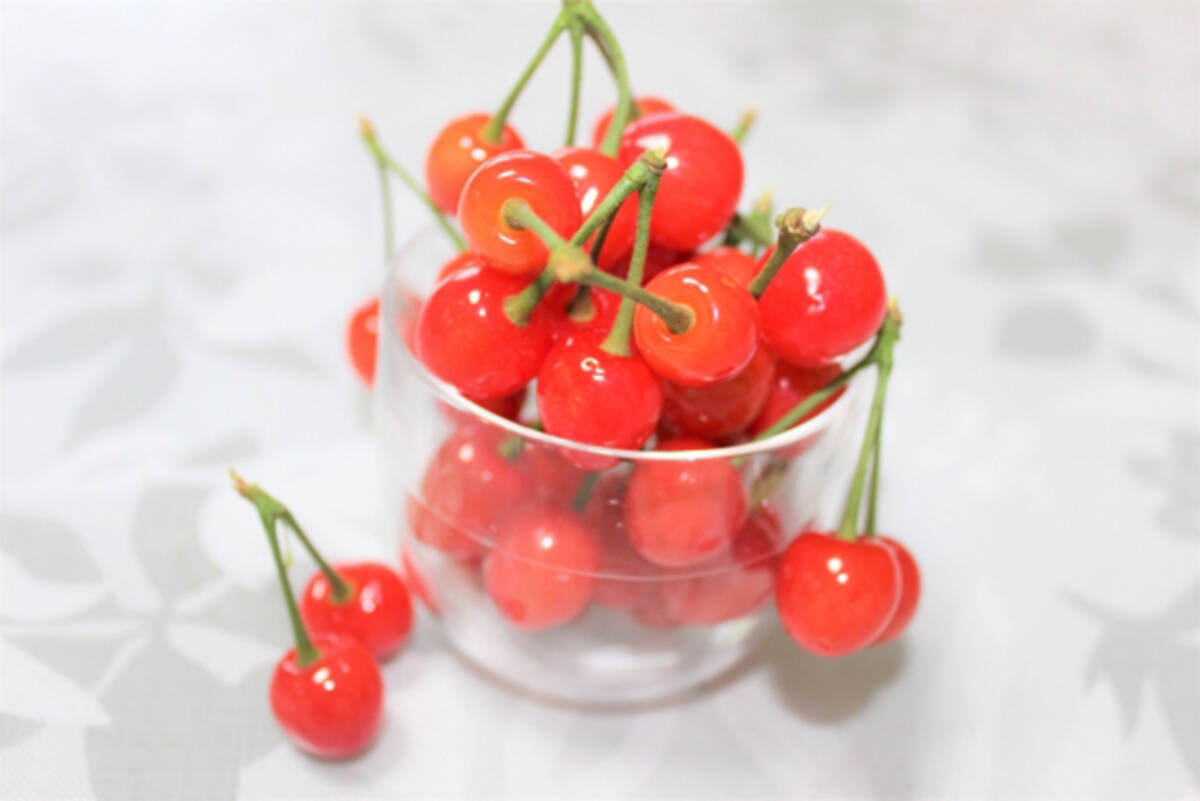 ソメイヨシノの桜の木に サクランボ は実らないの 21年6月7日 エキサイトニュース ソメイヨシノの桜の木に サクランボ は実らないの 21年6月7日 エキサイトニュース