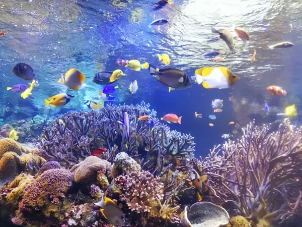 現存する「日本で最も歴史が古い水族館」はどこにあるの？
