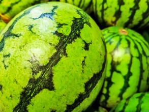 スイカの「黒い縞模様」は何のためにあるの？