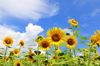 若いひまわりはなぜ「太陽の方角」を向いて咲くの？