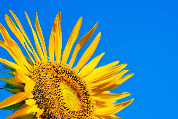 ひまわりって どこからどこまでが 花 なの 21年8月5日 エキサイトニュース