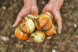 中世ヨーロッパでタマネギが担った「意外な役割」とは