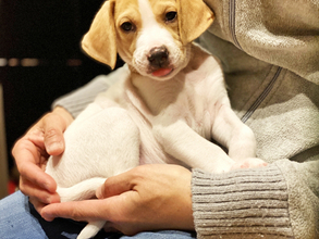 人間とペットがふれあうとき、ペットも癒されているの？