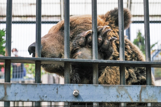 「特定動物」はどんな人なら飼うことが許されているの？