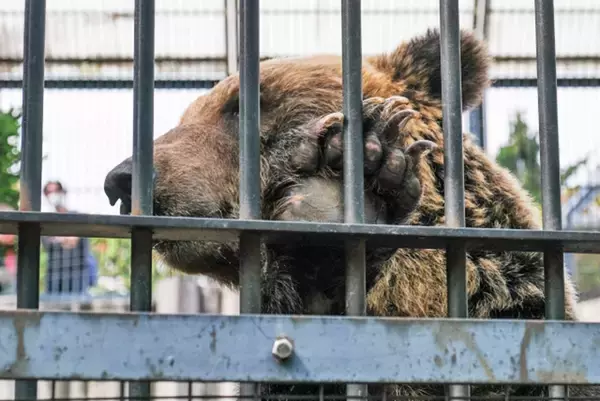 「特定動物」はどんな人なら飼うことが許されているの？