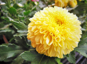 海外で菊が「マム」と呼ばれるのはなぜ？