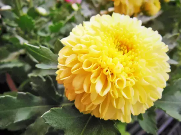 海外で菊が「マム」と呼ばれるのはなぜ？