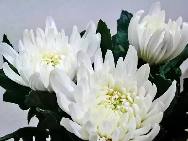 なぜ「墓参りには菊の花」が供えられるのか