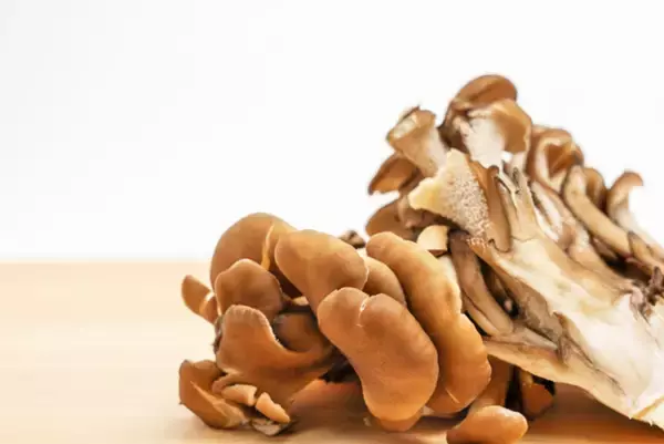 マイタケの「黒い煮汁」、アクだと思って捨てていませんか？