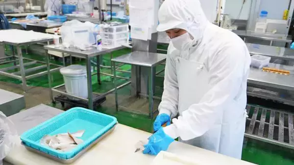 「もうすぐ新幹線がやって来る！　福井・敦賀の名物駅弁「元祖鯛鮨」とは？」の画像