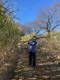 「埼玉・深谷で「北限の黒糖」誕生　母への思いが生んだサトウキビ畑」の画像4