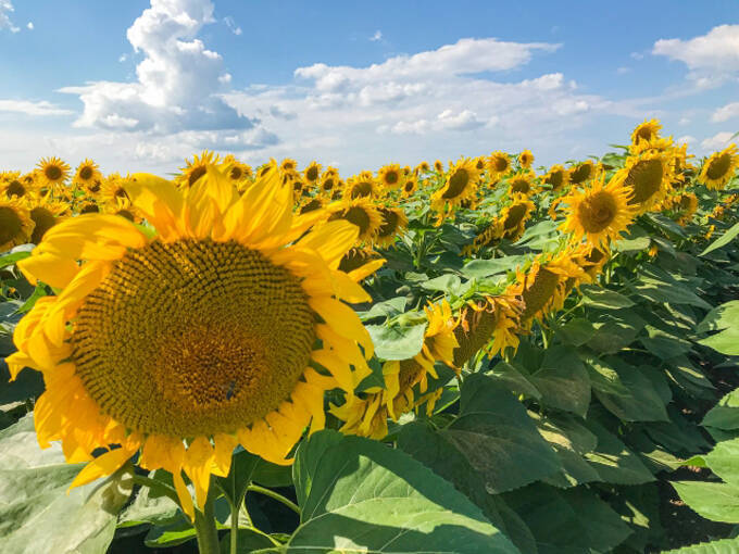 戦場カメラマン・渡部陽一が現地で見た、ウクライナ侵攻が招く“世界食糧危機”「戦闘によって定期的に輸出ができない」